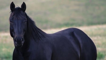 Horse - stallion, animal, Horse, wild