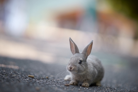 Rabbit - animal, ears, rabbit, bunny