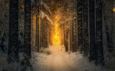 Ray of Sunshine - path, trees, winter, nature, snow, sunrise, morning, forest