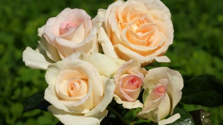 Pink Roses - flowers, pretty, roses, coral, nature, yellow, bouquet, pink