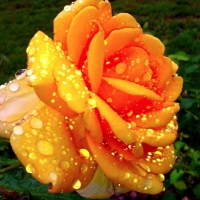 Drops on Yellow Rose