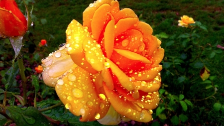 Drops on Yellow Rose - nature, yellow, macro, drops, rose, wet, flower, petals