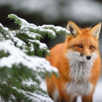 Fox