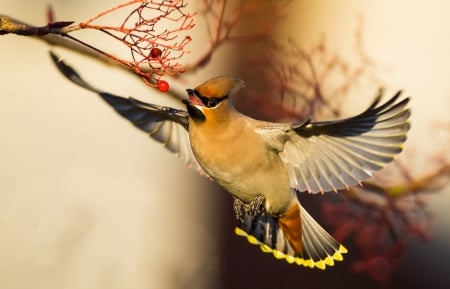 Vaxwing - vaxwing, berry, matasar, pasare, bird, winter, yellow, autumn