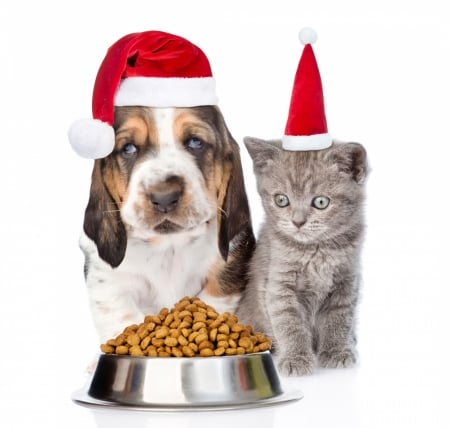 Waiting for Santa - red, funny, cute, caine, cat, craciun, christmas, white, pisica, hat, santa, food, couple, dog