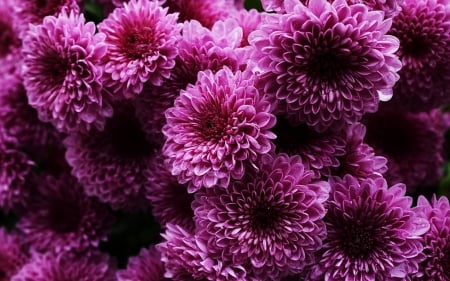 Chrysanthemums - flower, tree, chrysanthemums, nature