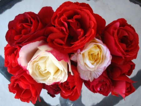 December roses - roses, flowers, white, red