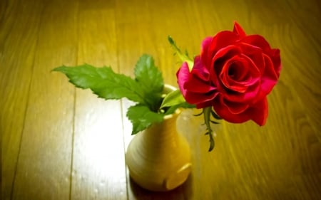 Rose - flower, rose, jug, petal