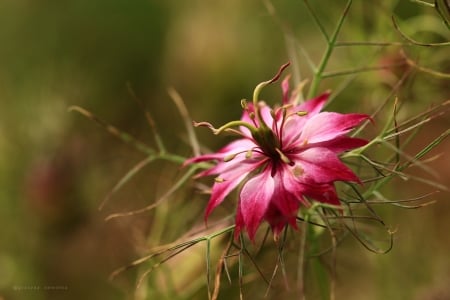 Flower - nature, grazyna, nowotna, pink, flower