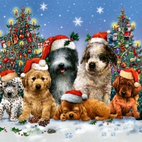 Canine Christmas F2Cmp