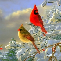 Winter Color Cardinals