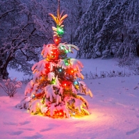Merry Christmas & New Year