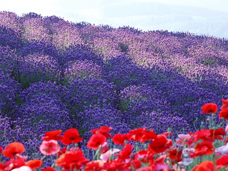 Poppies and Lavender - nature, plantation, flowers, field, poppies, lavender