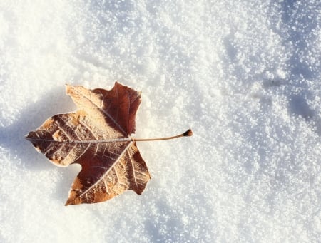 Autumn memory - white, winter, autumn, snow, leaf