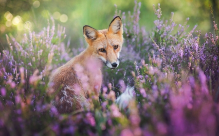 Fox - vulpe, animal, summer, fox, field, flower, pink