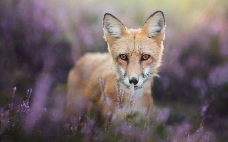 Fox - flower, animal, pink, field, vulpe, fox