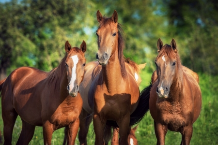 Horses - animal, trio, horse, green