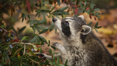 Raccoon - berry, animal, cute, raccoon, green