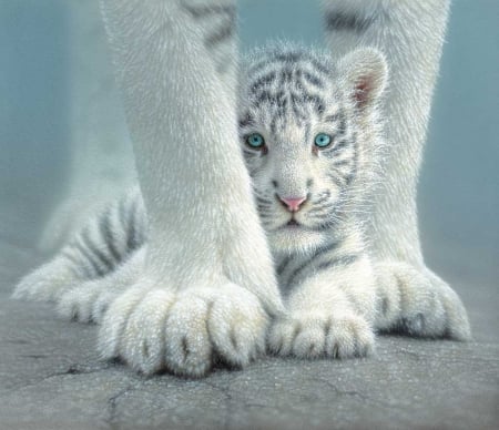 Tiger cub - white, animal, cub, blue, cute, tiger