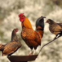 Rooster and two chickens