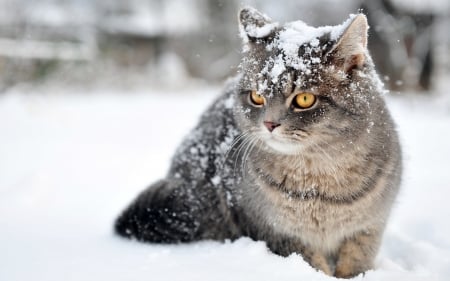 Cat - pisica, animal, winter, cat, snow