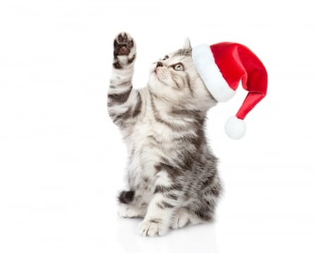 Christmas kitten - hat, cat, christmas, santa, pisica, white, animal, craciun, kitten, paw, funny, red, cute