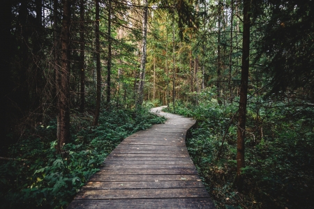 Forrest Path - Wooden Path, Trees, Leaves, Nature, Tree, Forrest, Photography, Foto, Grass, Outside, Path, Wood, Green, Photo, Snapshot