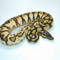 Pastel Calico Ball Python