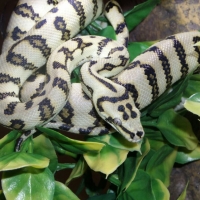 Irian Jaya Jaguar Carpet Python