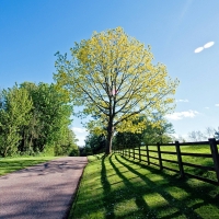 field of trees