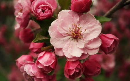 pretty flowers