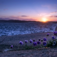 Sea Shore