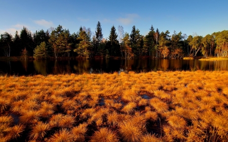 Autumn Colors - nature, autumn, fall, trees, forest, colors, foliage