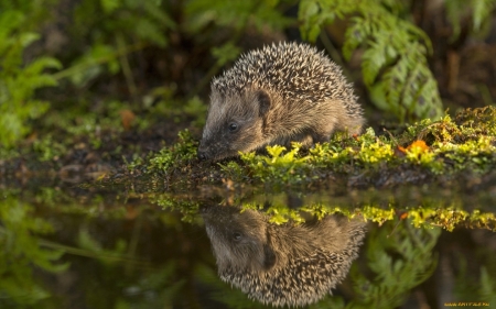 Hedgehog - grass, water, reflection, hedgehog