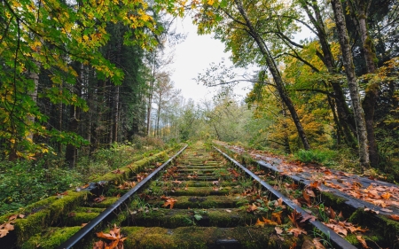 Abandoned Rail road - moss, nature, railorad, tree