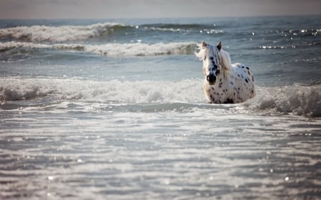 Horse in beach - beach, horse, animal, nature