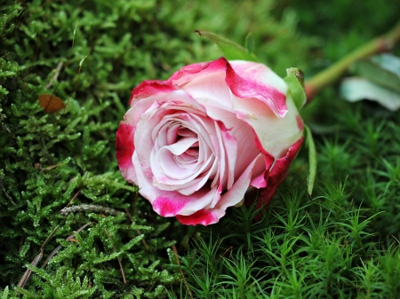 Rose - Rose, grass, flower, nature