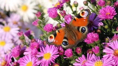 butterfly and flowers - butterfly, flowers, flower, animals