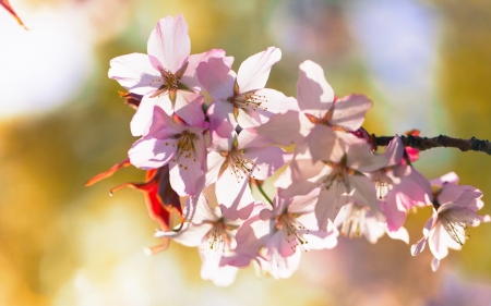 Flower - blossom, leaf, flower, nature