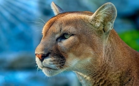 Mountain lion - animal, puma, mountain lion, blue