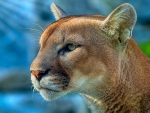 Mountain lion