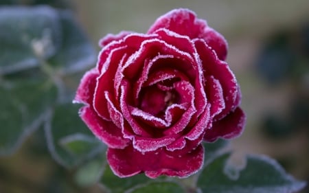 Frozen Rose - nature, red, flowers, frozen, rose