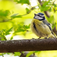 A singing bird