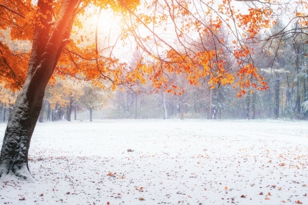 Last Leaves - forest, trees, snow, landscape