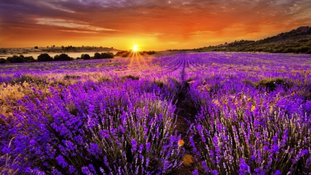 Sunset Over The Lavender Field - flowers, sunset, nature, lavender, purple