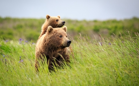 Bear - grass, animal, Bear, nature