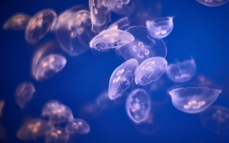 Jellyfish - animal, jellyfish, ocean, nature