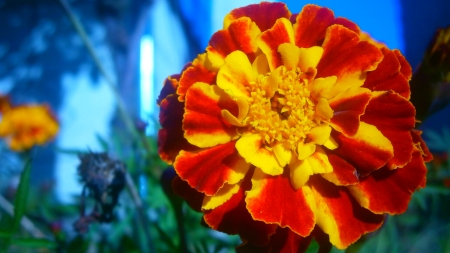 Firey flower