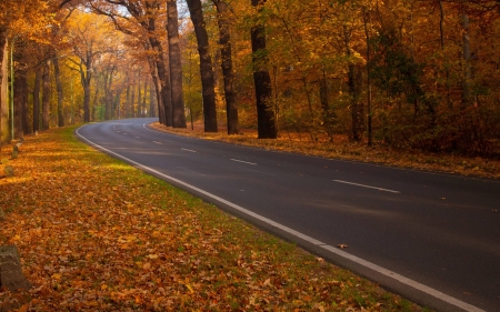 forest road - fun, nature, trees, cool, forest, road