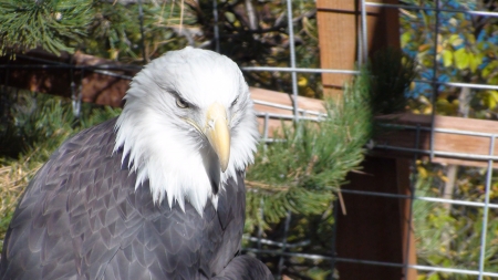 Bald Eagle - eagles, animals, birds, birds of prey